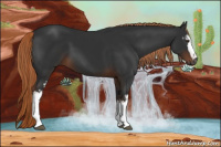 Horse Color:Gray White Spotted Liver Chestnut