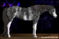 Horse Color:Gray White Spotted Liver Chestnut 