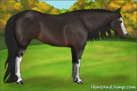 Horse Color:Gray White Spotted Bay 