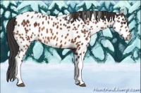 Horse Color:Bay Appaloosa 