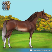Horse Color:White Spotted Chocolate Brown 