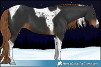 Horse Color:Gray White Spotted Liver Chestnut Tobiano