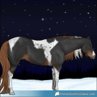 Horse Color:Gray White Spotted Liver Chestnut Tobiano
