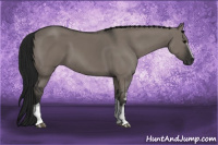 Horse Color:Gray White Spotted Grullo 