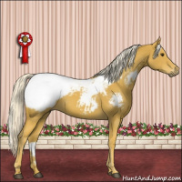 Horse Color:Gray Palomino Snowcap 