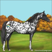 Horse Color:Black Appaloosa Rabicano 