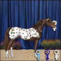 Horse Color:Liver Chestnut Near Leopard 