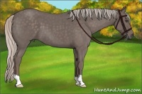 Horse Color:Silver Blue Roan 
