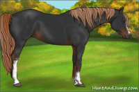 Horse Color:Gray White Spotted Liver Chestnut