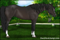 Horse Color:Gray White Spotted Bay 