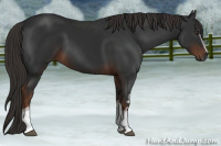 Horse Color:Gray White Spotted Liver Chestnut 
