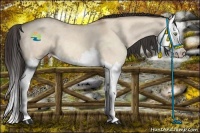 Horse Color:Amber Champagne Dun Splash 