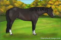 Horse Color:Gray White Spotted Bay 