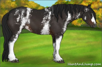 Horse Color:Gray White Spotted Brown