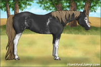 Horse Color:Gray White Spotted Liver Chestnut
