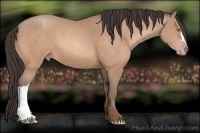 Horse Color:Amber Champagne 