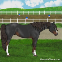 Horse Color:Gray White Spotted Liver Chestnut 
