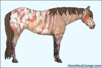 Horse Color:Buckskin Appaloosa  and Buckskin Roan Appaloosa 