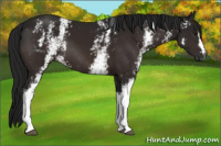 Horse Color:Gray White Spotted Bay 