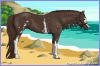 Horse Color:White Spotted Liver Chestnut 