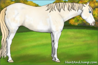 Horse Color:Buckskin Pearl Splash 