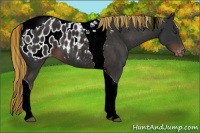 Horse Color:Painted Liver Chestnut Tobiano Appaloosa 