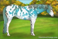 Horse Color:White Spotted Chestnut Appaloosa 