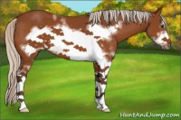 Horse Color:White Spotted Silver Buckskin Frame 