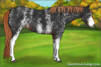 Horse Color:Gray White Spotted Liver Chestnut