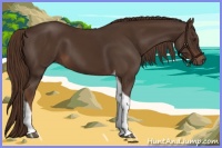 Horse Color:Liver Chestnut Tobiano