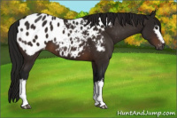Horse Color:Gray White Spotted Brown Appaloosa 