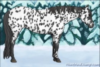 Horse Color:Black Appaloosa Rabicano 