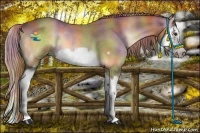 Horse Color:Nacre Red Onyx Roan Splash Frame Rabicano