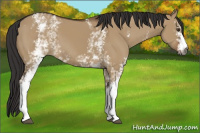 Horse Color:Gray White Spotted Liver Red Dun
