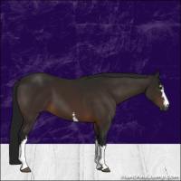 Horse Color:Gray White Spotted Brown 