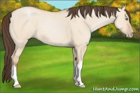 Horse Color:Amber Champagne Dun 