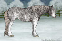 Horse Color:Gray White Spotted Silver Bay 