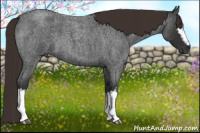 Horse Color:Gray White Spotted Liver Red Roan