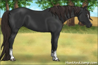 Horse Color:Gray White Spotted Liver Chestnut
