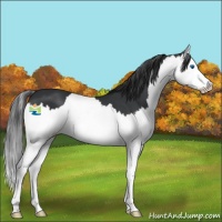 Horse Color:Black Splash