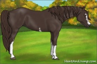 Horse Color:White Spotted Liver Chestnut 