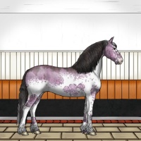 Horse Color:Plaid White Spotted Buckskin Dun Sabino