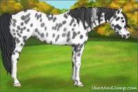 Horse Color:Blue Roan Appaloosa Rabicano 