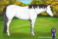 Horse Color:Blue Roan Appaloosa Rabicano 