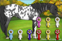 Horse Color:Blue Roan Near Leopard 