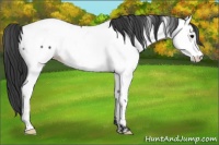 Horse Color:Blue Roan Appaloosa 