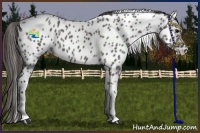Horse Color:Grullo Tobiano Appaloosa 