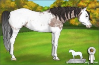 Horse Color:Bay Ice Roan Splash Appaloosa 