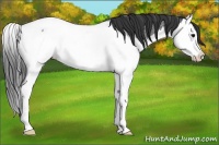 Horse Color:Blue Roan Splash Appaloosa Rabicano 