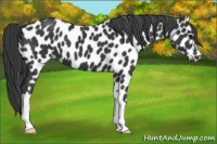 Horse Color:Black Appaloosa